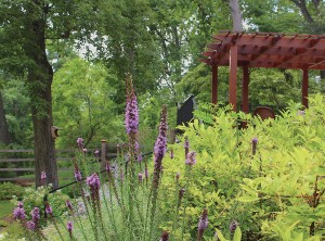 Native plants in this Spa Creek garden need little maintenance and attract abundant wildlife in the form of birds, bees, butterflies and other organisms