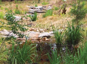 This Regenerative Stormwater Conveyance device, created by Biohabitats, stores water in the soil and in step pools, allowing it to slow down and release contaminants before entering Spa Creek.